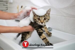 tips memandikan kucing