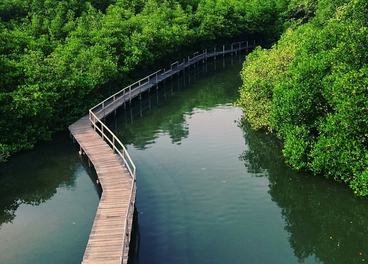 hutan mangrove nusa dua