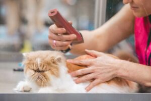 tips grooming kucing