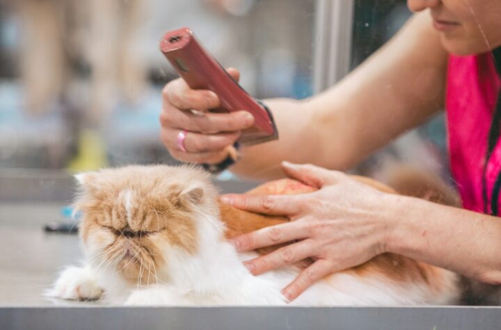 tips grooming kucing