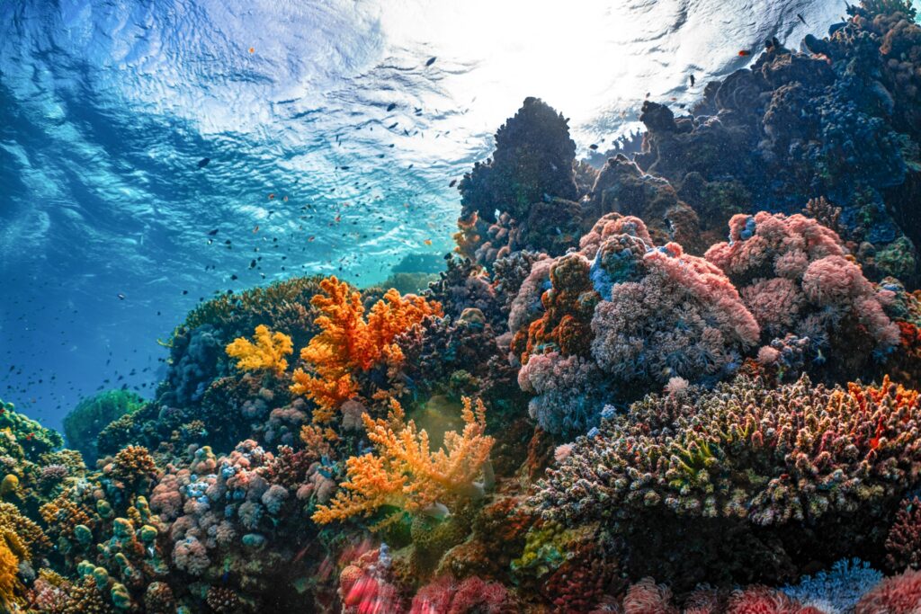 Terumbu karang