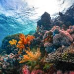 Terumbu karang