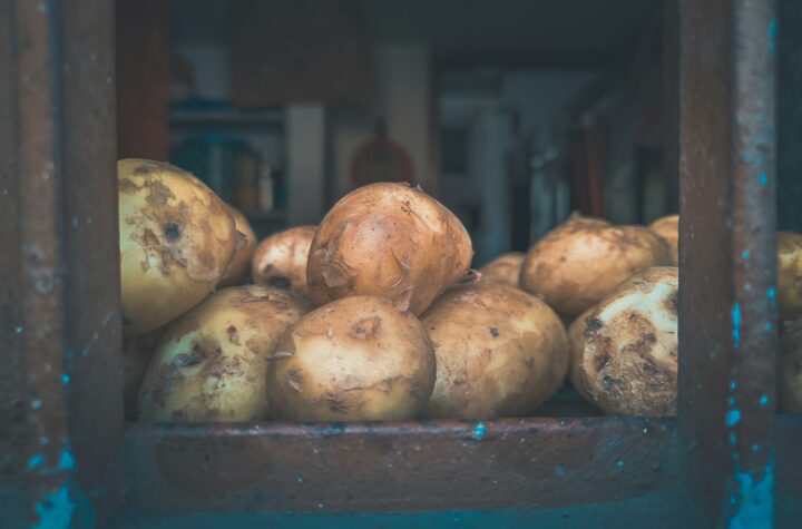 Tips kentang cepat matang