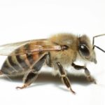 Tips menghindari sengatan lebah