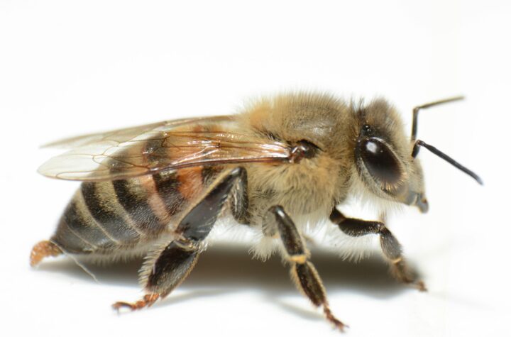 Tips menghindari sengatan lebah