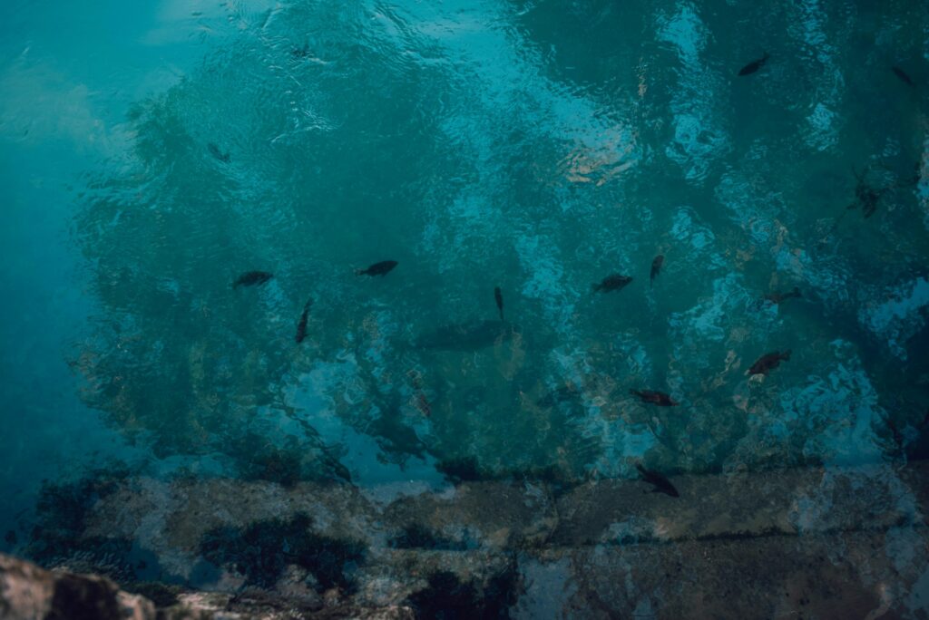 bisnis kolam pemancingan