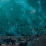 bisnis kolam pemancingan