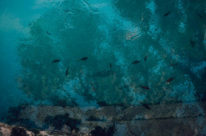 bisnis kolam pemancingan