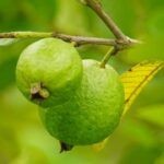 Tips memetik jambu
